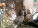 P100113_12.50