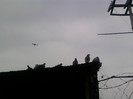 P100113_14.25