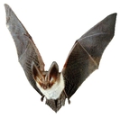 bat