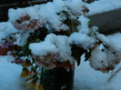 DSCN4032