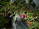 DSCN4101