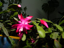 DSCN4102