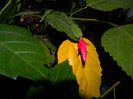 DSCN4103