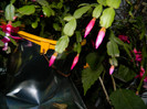 DSCN4104