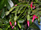 DSCN4108