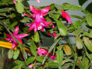 DSCN4109