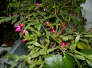 DSCN4111