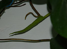 DSCN4116