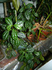 DSCN4119