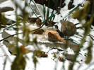 DSCN4178