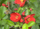 Chaenomeles speciosa `Rubra'