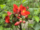 Chaenomeles speciosa `Rubra'