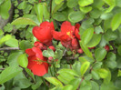 Chaenomeles speciosa `Rubra
