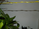 DSCN4135