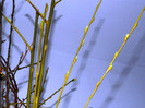 DSCN4141