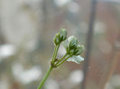 DSCN4142