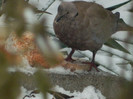 DSCN4164