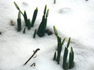 DSCN4196