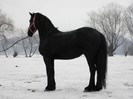 IAPA FRIESIAN