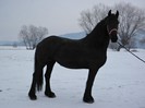 IAPA FRIESIAN