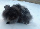 Iepuri Angora 002