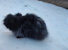 Iepuri Angora 003