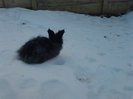Iepuri Angora 006
