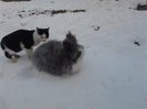 Iepuri Angora 008