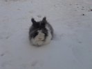 Iepuri Angora 009