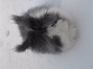 Iepuri Angora 010