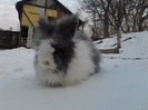 Iepuri Angora 015