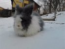 Iepuri Angora 016