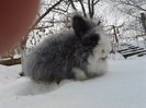 Iepuri Angora 018