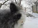 Iepuri Angora 019