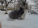 Iepuri Angora 020
