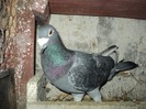 Mascul 2007