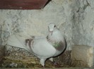 Mascul 2012