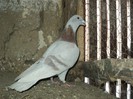 Mascul 2009