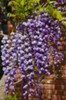wisteria floribunda Violaceea
