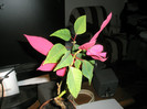 Euphorbia pulcherrima - 17.04.2010