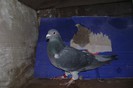 DSC07941