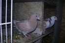 DSC07963