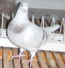 DSCF4629