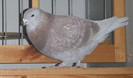 DSCF4622