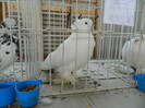 DSCN3529