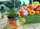 s-a deschis floricica