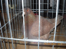 DSCN0266