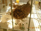 DSCN0332