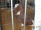 DSCN0347