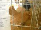 DSCN0392
